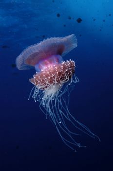 Jellyfish, Elphinstone, Egypt.  Nikon D100 & 20mm lens by David Stephens 